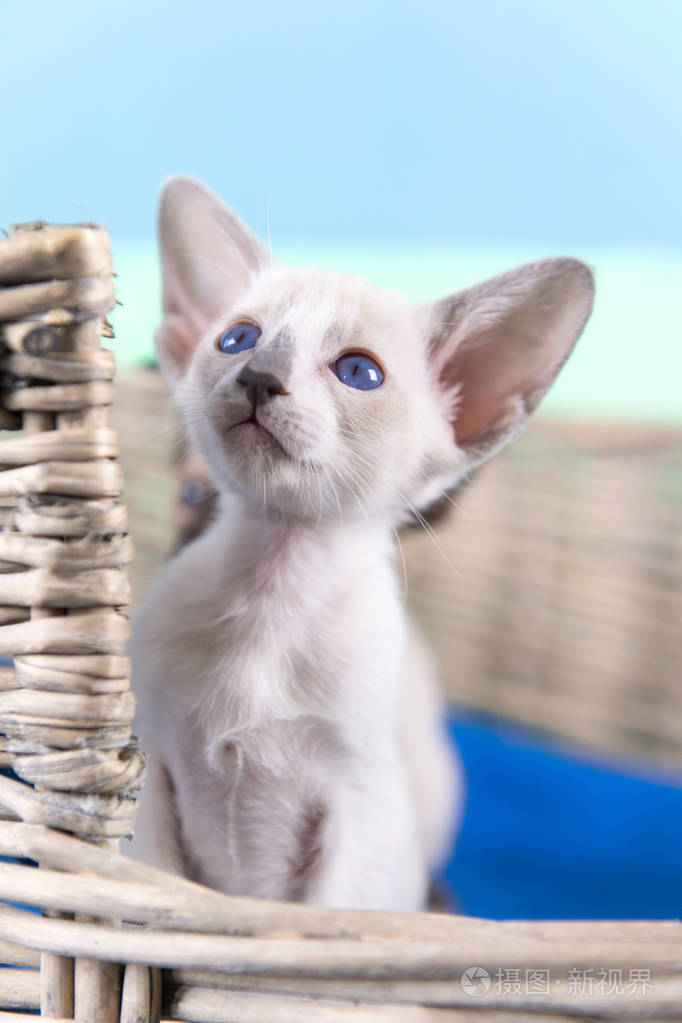 暹罗猫小猫
