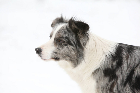 令人惊异的边境牧羊犬 Potrait