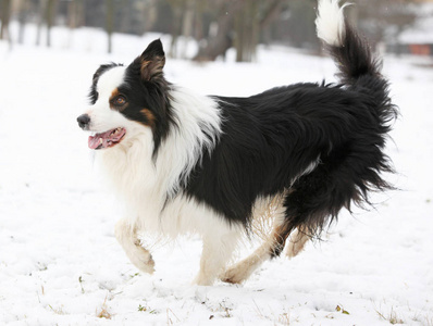 运行的边境牧羊犬