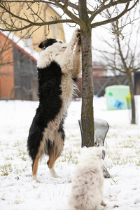 边境牧羊犬与一棵树