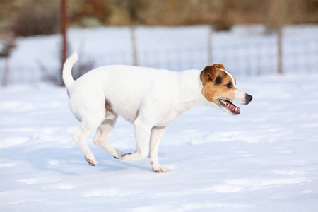 杰克罗素梗犬在冬天移动