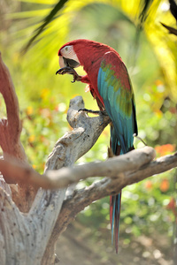Colorgul 鹦鹉在树上