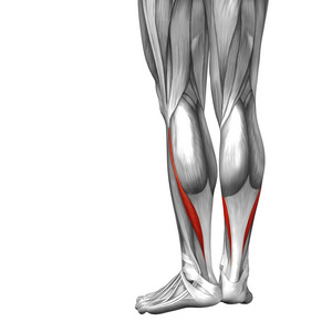 人类的下腿解剖