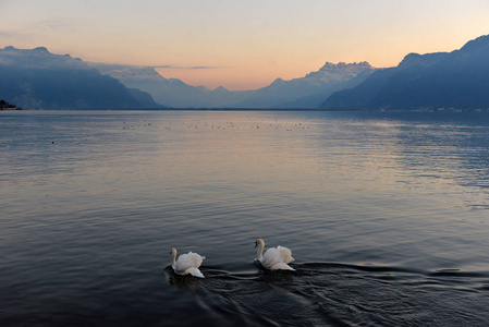 两只天鹅在日内瓦湖上在日落时
