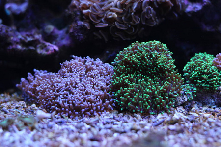 混合的颜色的毛蘑菇珊瑚