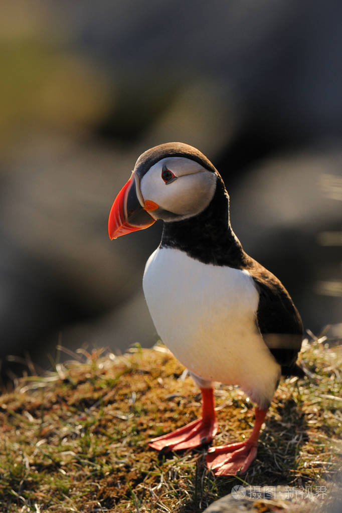 大西洋海雀站在地面上