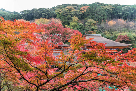 日本京都秋日清水寺