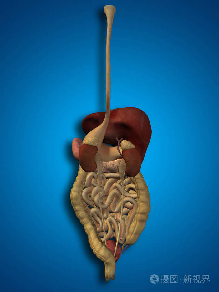 三维人体消化系统