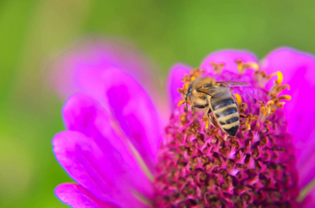 装饰花园花上收集花粉的蜜蜂的宏