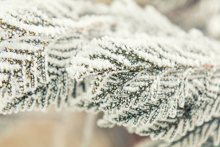 分枝柏树在雪中