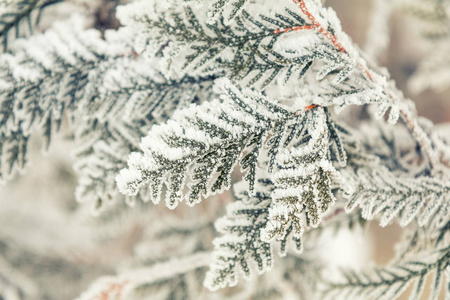 分枝柏树在雪中