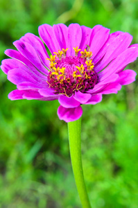 紫菜或经典花