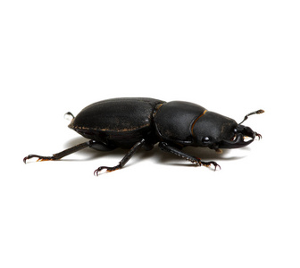 白底黑甲虫