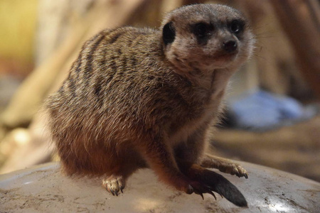 动物一漂亮的小的海岛猫鼬一次为一portr一it指已提到的人海岛猫鼬或