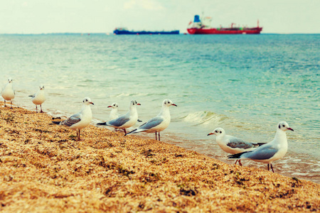 在海滩上的海鸥