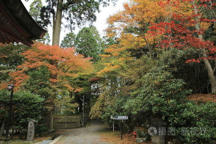 美丽的秋天，秋天风景京都，日本