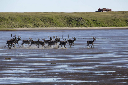 沿着河浅滩奔跑的鹿群