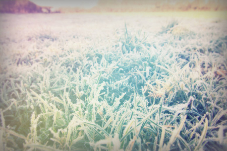 草覆盖着霜冻的特写