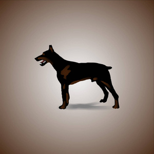 黑色和棕色的狗杜宾犬 pinsher 的插图