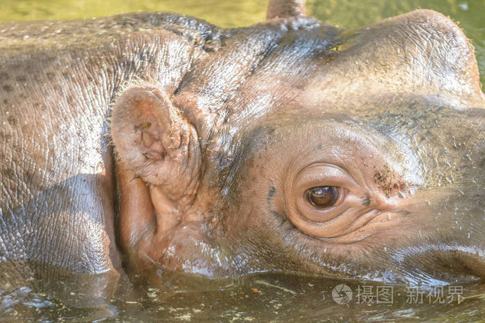 河马大眼睛