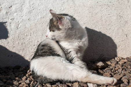 流浪猫特写