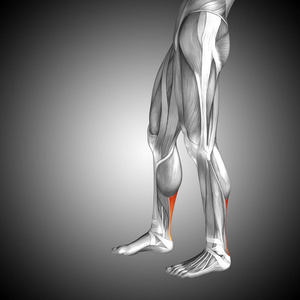 人类的下腿解剖