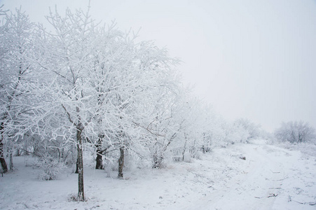 冬季景观。 雪中的冬树