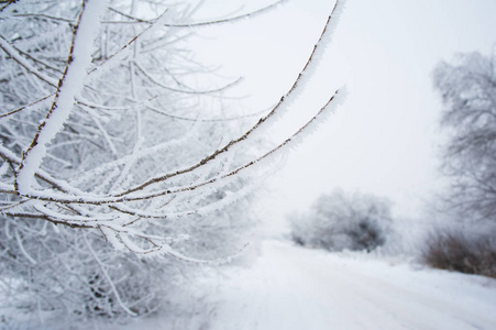 冬季景观。 雪中的冬树