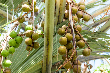 棕榈树的果实图片