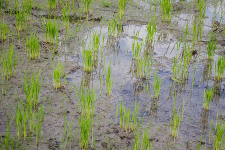 稻田里的水稻芽。水稻幼苗绿色背景。泰国稻田