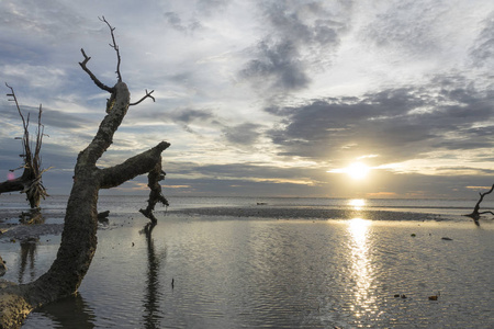 日落时海滩上的枯树。 长期曝光摄影