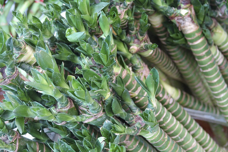 莲花竹植物为中国节日装饰。