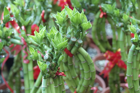 莲花竹植物为中国节日装饰。