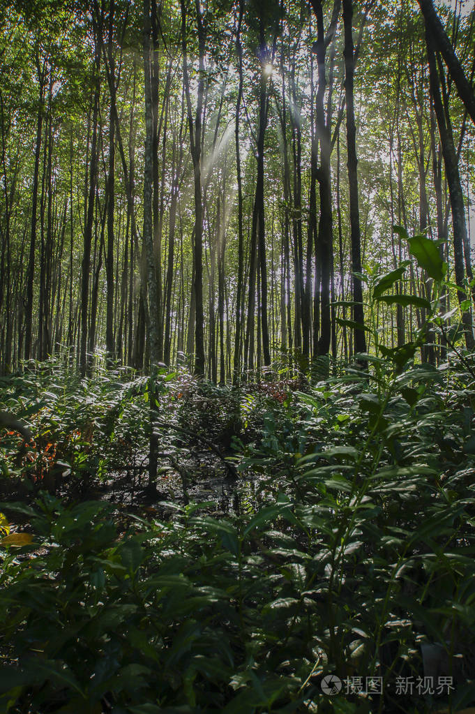 红树林在海洋中生长的大根植物. 生态系统与环境概念