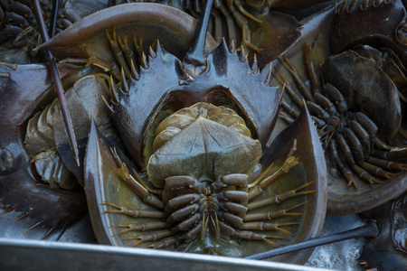 马蹄蟹海食品图片