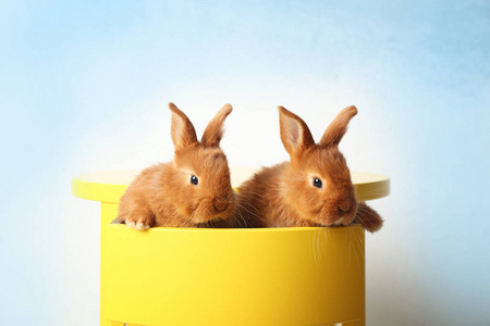 两个可爱的兔子们照片
