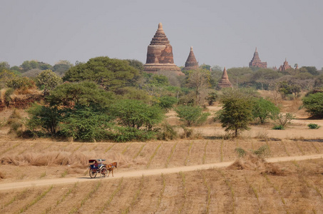 一辆马车在乡村道路上，在巴甘缅甸有许多佛教寺庙。 巴甘是缅甸中部原缅甸曼达莱西南的一座古城。