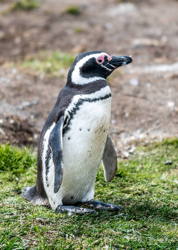 麦哲伦企鹅