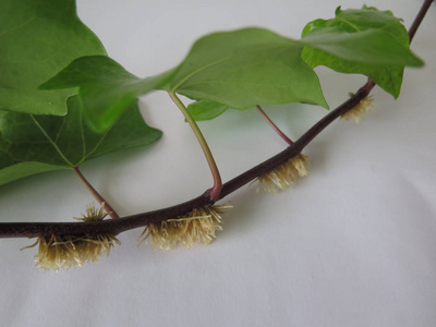 菖蒲藤根常春藤上的空气根照片