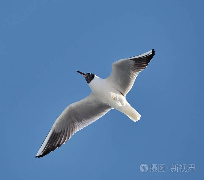 在飞行中的黑色双头的鸥