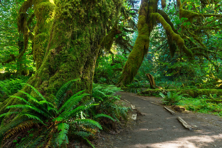 神话般的雨森林在奥林匹克国家公园