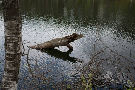 截树枝在水中照片