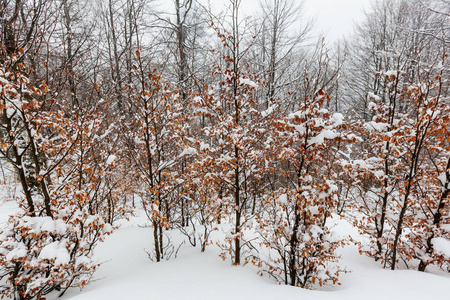 冰雪覆盖的风景林