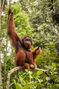狂放的生活成年雄性猩猩坐在婆罗洲，马来西亚的树枝