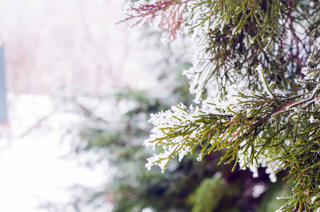 冬季背景。针叶树的枝条和雪花。关闭与复制空间的磨砂分支。冬季景观