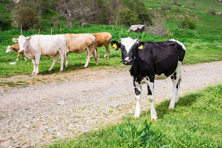 保加利亚棕色黑色白色国内牛 Bos 金牛座 哺乳动物201694比斯特雷茨，保加利亚