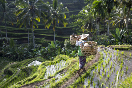 巴厘岛的稻场工人