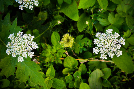 牛香菜菊花白色夏季野地花