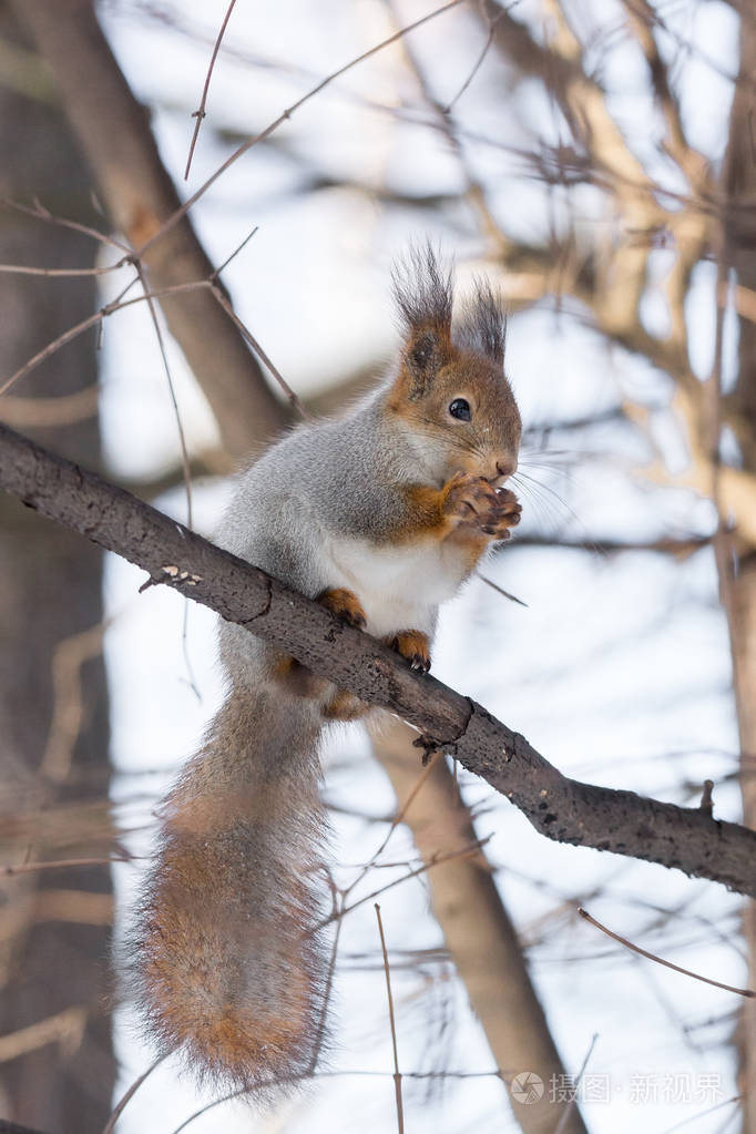 松鼠在树上