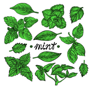 手绘薄荷图片-手绘薄荷素材-手绘薄荷插画-摄图新视界